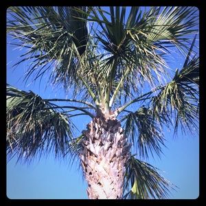 Meet your Posher, Savannah